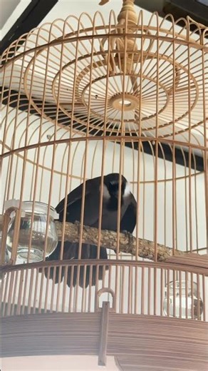 Chim khướu hót múa quá đẹp