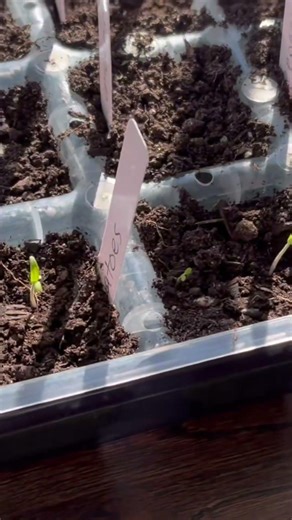 Seed to Harvest (Day 2) #gardening