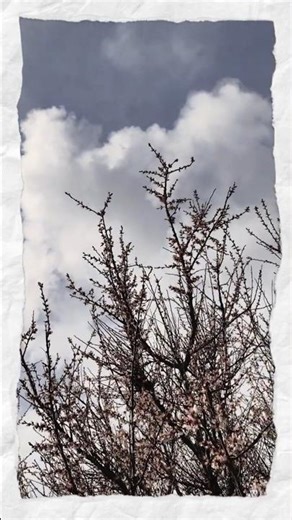 Springtime clouds🌤️