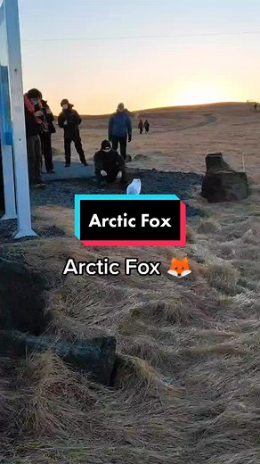 nicetraveliceland on TikTok
