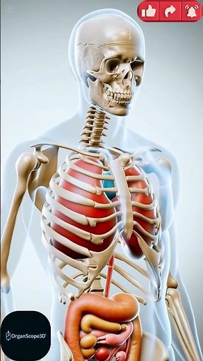 Anatomy in Motion: The Ultimate 3D Breakdown of the Human Body