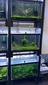 14K views · 628 reactions | How to DEFEAT Cladophora algae once and for all! #cladophora #algae #tutorial #dakuaquatics #fishkeeping #aquarium #aquariumhobby #fish #aquascape #freshwateraquarium #aquariumfish #plantedtank #aquariums #tropicalfish #fishkeeper #aquascaping #aquariumlife #plantedaquarium #nanofish #aquariumsofinstagram #freshwaterfish #freshwatertank #aquascaper #natureaquarium #freshwater #fishofinstagram #nature #nanotank #fishroom | Daku Aquatics | Facebook