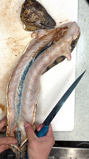 ウツボの腎臓に寄生する謎の寄生虫。誰か名前教えて🙏 | ぱぱ ちぇる