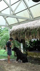 58K views · 2K reactions | It took me 10 sessions on this non-verbal "down" command for Dilim. #goodalpha #themodernancientdiet #alabai #superolangmalakas #superolangmalakas | Supero Dog Farm | Facebook