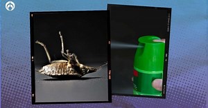 Raid o Baygon: ¿qué insectos matan y qué diferencias tienen?