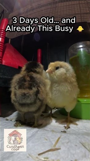 3-Day-Old Easter Egger Chicks Discover Their World 🐥💛 | #Shorts #chicks #cute