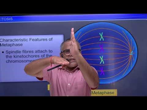 Mitosis (Prophase, Metaphase & Anaphase)