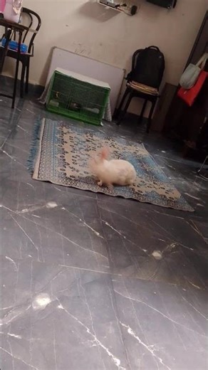 my nonu little masti...