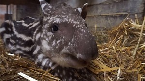 61K views · 4.5K reactions | On January 31, a female South American...