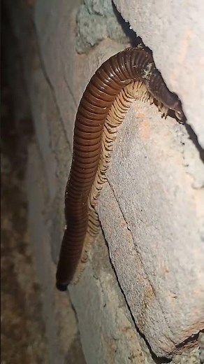 Giant Millipedes #millipede