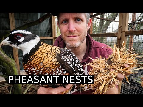 Spring Nests for Exotic Pheasants | 100 Days of Farming (Day 28)