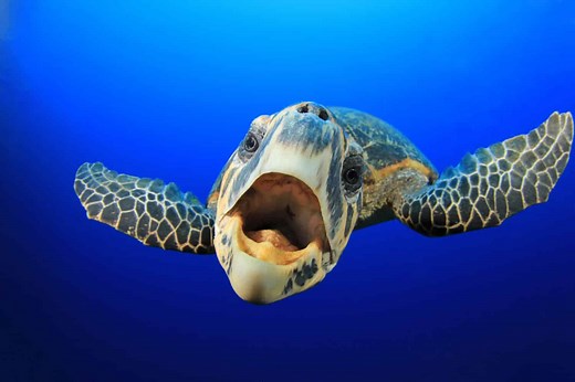How Smart Are Turtles? Everything We Know About Their Intelligence