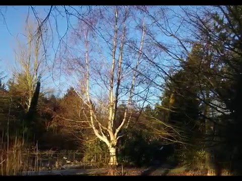 Betula utilis var. jacquemontii 'Jermyns' (Himalayan Birch)