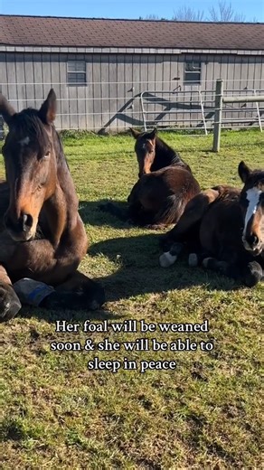 Horses don’t get REM sleep while standing — they need to lie down to truly rest. #Tennesseedoc #HorseREM #FoalLife #HorseBehavior #HorseCare #EquineWellness #HorseFacts #FarmLife #GreenPasture #SleepingHorse #MareAndFoal #EquineEducation #AnimalDoc #HorseReel #TrustInNature #horsereels #horsereel | Tennesseedoc