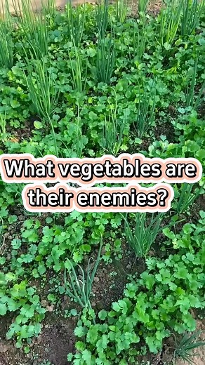 1.4K views · 14 reactions | Veggie enemies #veggiegarden #garden #gardeningtips #farming #gardening #planting | Sam Green | Facebook