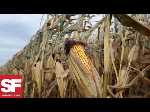 USDA Crop Progress report: Corn harvest 15% complete | Successful Farming
