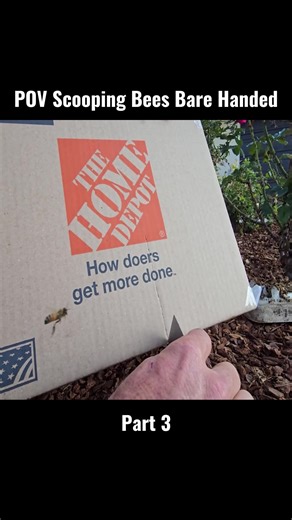 #honey #bee #nature #fyp #viral