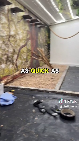 birdlounge on TikTok