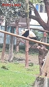 946K views · 6.4K reactions | Climb up or fall? This adorable panda faces the ultimate dilemma. Watch till the end to see what happens. | People's Daily, China | Facebook