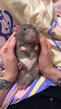 People Hated This Animal... Until They Learned This 😳🐀#rats #ratatouille #pets