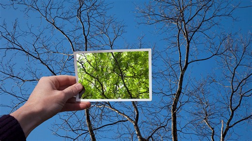 How to identify tree species in the winter