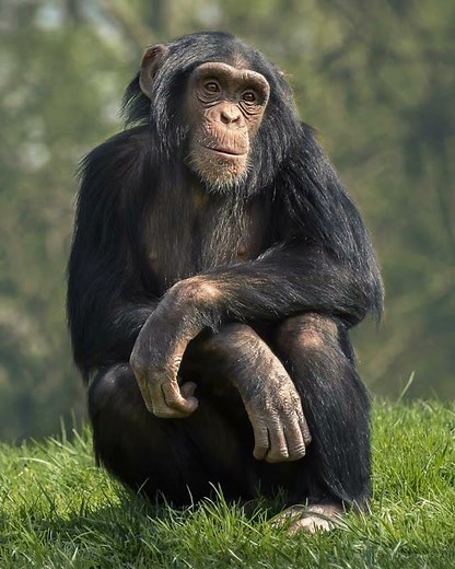 Chimpanzee Sound Effects 🐵 🔊