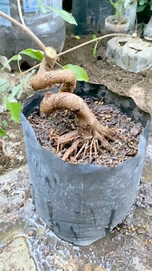 6.5K views · 68 reactions | root pruning #belajar #bonsai #fblifestylechallenge | Kang Dzul | Facebook