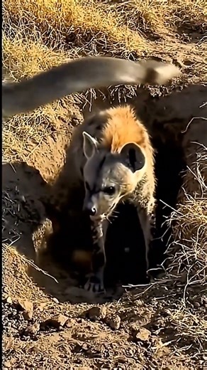 Hyena Hides from Hippo but Gets Caught by a Python | Wild Animal Encounter #viralvideo #animals