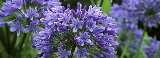Agapanthe : conseils de plantation et d'entretien | Truffaut