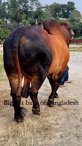 107K views · 2.7K reactions | Huge American red Brahman bull #reelsfypシ #farming #barman #cattle #redbull #Coworking | Biggest Bulls Of Bangladesh | Facebook