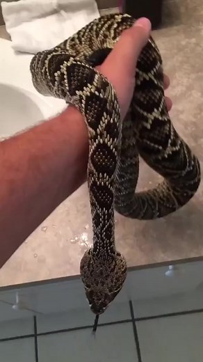 1.9K views · 25 reactions | Free handling a eastern diamondback￼ rattlesnake! #animal #animals #nature #pet #cute #wildlife #love #dog #pets #photography #cat #cats #naturephotography #instagram #photooftheday #dogs #animallovers #instagood #wildlifephotography #art #animalphotography #of #dogsofinstagram #petstagram #bird #catsofinstagram #puppy #birds #animalsofinstagram #petsofinstagram | Garrett Galvin | Facebook