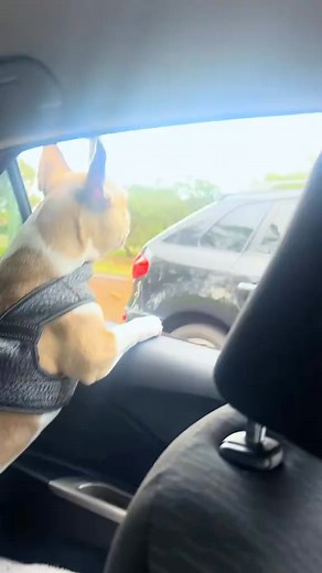 Two dogs arguing.#dog #funny #funnyanimals #funnypets #animals #dogsofttiktok #pet #foryou #longervideos | TreeLife