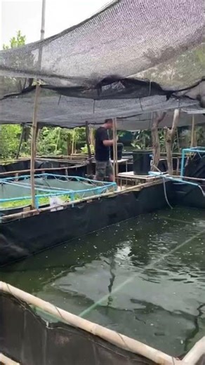 Backyard tilapia farm #Kanda Farm #Chumphon tilapia #Backyard farm