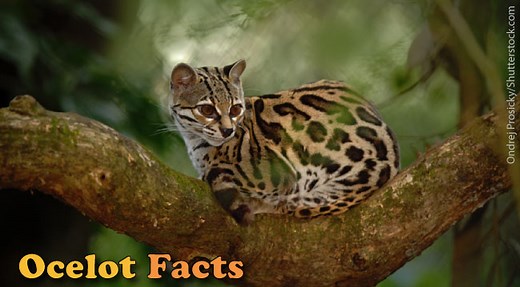 Ocelot Facts For Kids: Information, Pictures & Video.