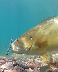 11M views · 16K reactions | Watch this bass run down and inhale the...