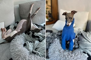 Italian greyhound melts hearts for taking giant toy to best napping spots