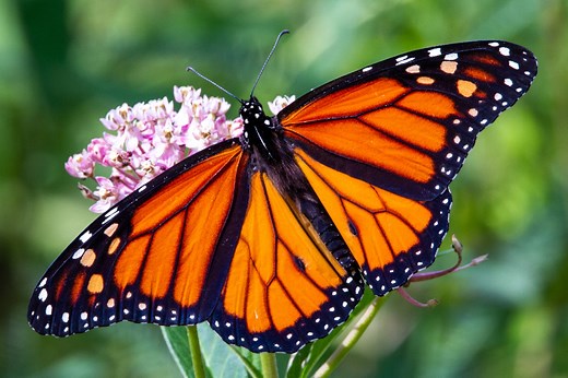 Phân tích đề"Monarch butterfly life cycle"IELTS WRITING TASK 1