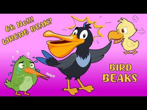 Types of Beaks & What They Do? - How Bird Beaks Work! - Amazing Adaptations in Birds