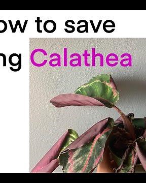 How to save your plant Calathea from dying and leaf problems