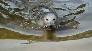 6.7K views · 92 reactions | Footage of the seal in the River Great Ouse near St Ives - forty miles from the coast. Thanks to Nathaniel Gore for sharing the video | BBC Cambridgeshire | Facebook