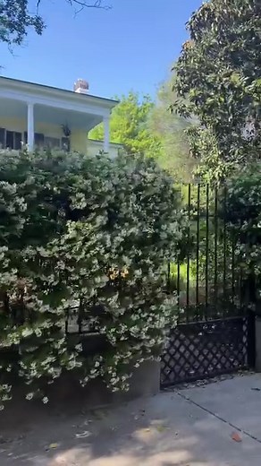 3.4K views · 386 reactions | If Jasmine is your vibe, then Charleston is the place for you.  The Jasmine is in full bloom alongside Noisette roses and the historic gardens of Charleston are really showing off. If we could bottle a scent into a reel - this time of year would be it. What’s your favorite spring bloom? • Jasmine • Peggy Martin Roses • Magnolias | Historic Charleston Foundation | Facebook