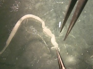 Patch Clamp Recordings on Intact Dorsal Root Ganglia from Adult Rats