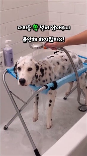 [2026년 핫템]강아지 목욕시키다 허리 나갈 것 같았던 분들, 진짜 딱 '이거' 하나만 쓰세요 🐶 #강아지목욕거치대 #강아지목욕용품 #반려동물용품 #쇼핑쇼츠