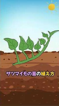 Even beginners can do it! How to plant sweet potato seedlings
