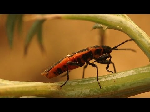 The Red Bug is Here - Should We Worry?
