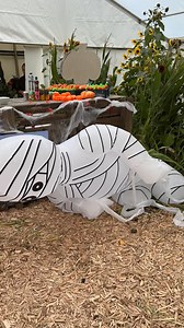 22K views · 135 reactions | As we pull the plug on another fantastic weekend of Pumpkins 2025, we would like to say a huge big thank you to everybody who came to see us ☺️ We are so lucky to have such lovely customers and amazing staff…thank you all  See ya’ll on Sat 18th and Sun 19th Oct  https://shop.beyonk.com/epy1zy2a/experiences/uuy9rs1t?theme=F08C2D  | Poplars Farm Shop | Facebook