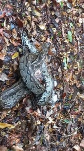Watch this VERY rare sighting as we found an African Rock Python just after he finished eating a Dark Capped Bulbul. #wildlifevideo #python #snake #snakechallenge #safariadventure #krugernationalpark | Heinrich Neumeyer Wildlife Photography & Tours