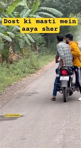 Sudden Lion Encounter Deep in Jungle