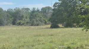 SERIES 2 Hunt Test at Lost Pines Retriever Club SRS !! Follow along,...