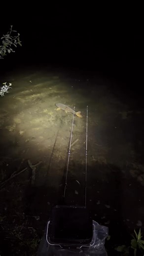 Meine erste Nacht am See: Karpfenangeln Tipps für Anfänger
